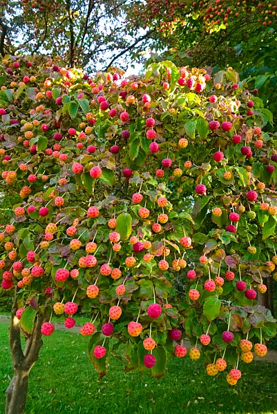 670022 - Cornouiller du Japon (Cornus kousa)
