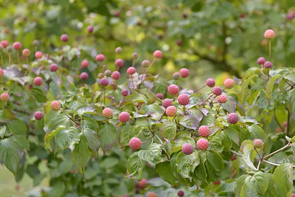 547122 - Cornouiller du Japon (Cornus kousa 'Satomi')