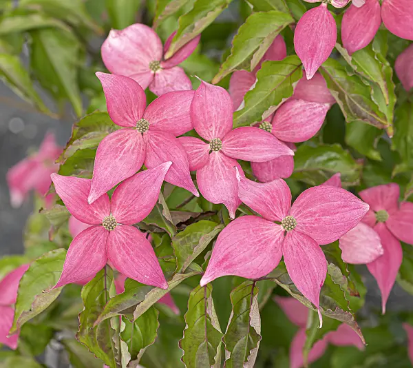 651183 - Cornouiller du Japon (Cornus kousa 'Scarlet Fire')