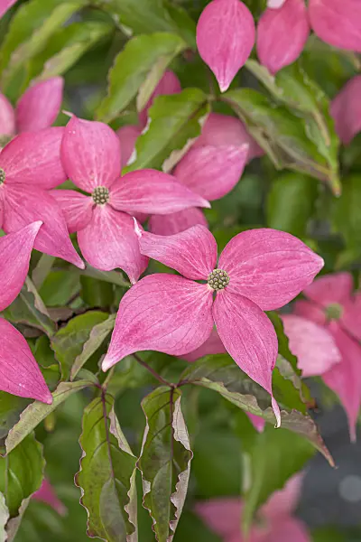 651184 - Cornouiller du Japon (Cornus kousa 'Scarlet Fire')