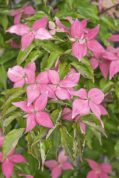 651185 - Cornouiller du Japon (Cornus kousa 'Scarlet Fire')