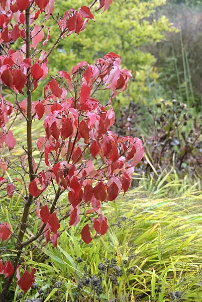 517161 - Cornouiller du Japon (Cornus kousa 'Schmetterling')