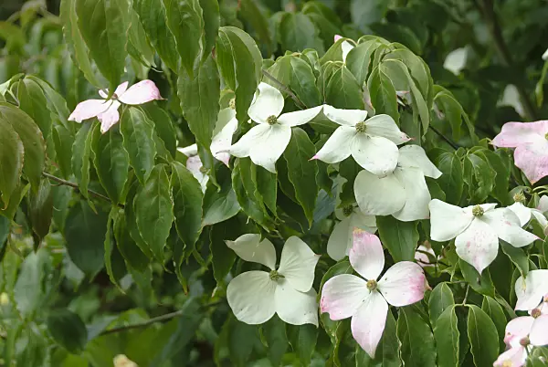 517162 - Cornouiller du Japon (Cornus kousa 'Teutonia')