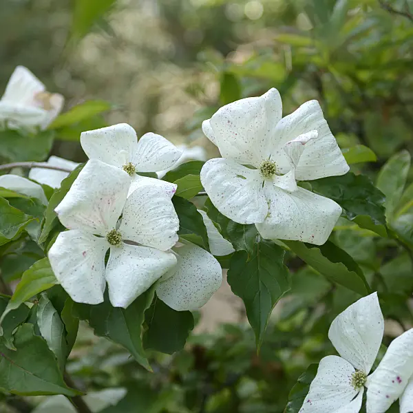 526091 - Cornouiller du Japon (Cornus kousa 'Venus')