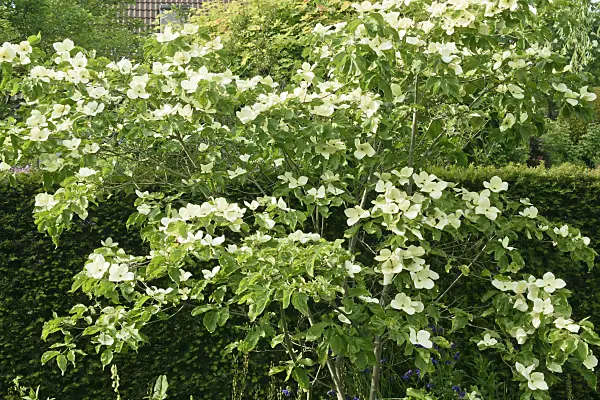 556069 - Cornouiller du Japon (Cornus kousa 'Venus')