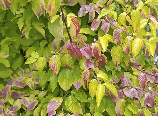 502165 - Cornouiller mâle (Cornus mas 'Aurea')