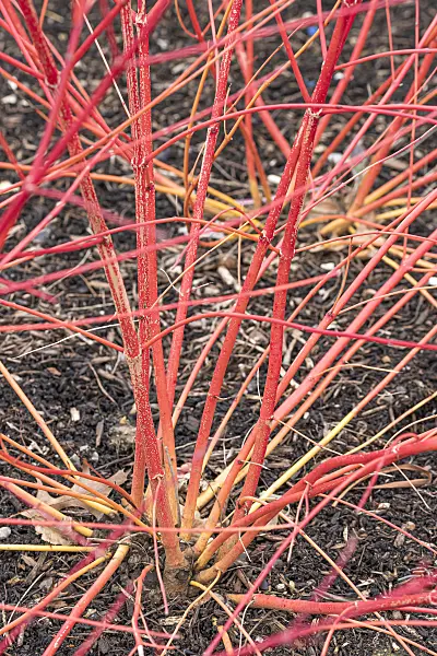 638066 - Cornouiller sanguin (Cornus sanguinea 'Anny's Winter Orange')