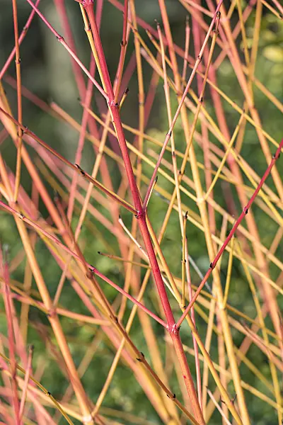 625173 - Cornouiller sanguin (Cornus sanguinea 'Magic Flame')