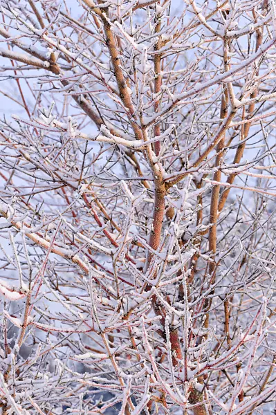 491044 - Cornouiller sanguin (Cornus sanguinea 'Midwinter Fire')