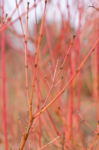 528017 - Cornouiller sanguin (Cornus sanguinea 'Midwinter Fire')