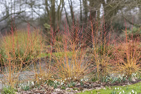 625174 - Cornouiller sanguin (Cornus sanguinea 'Midwinter Fire')