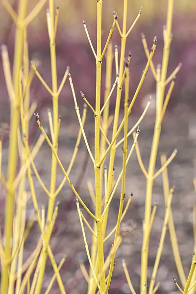 638068 - Cornouiller soyeux (Cornus sericea 'White Gold' syn. Cornus stolonifera 'White Gold')