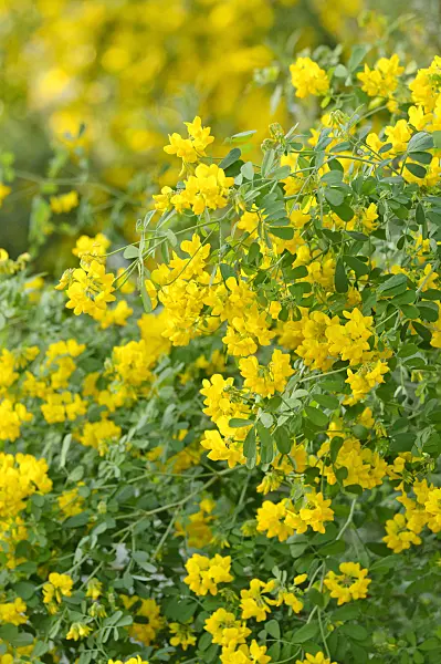 482037 - Coronille des jardins (Hippocrepis emerus)