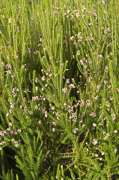 511271 - Corsican heath (Erica terminalis)
