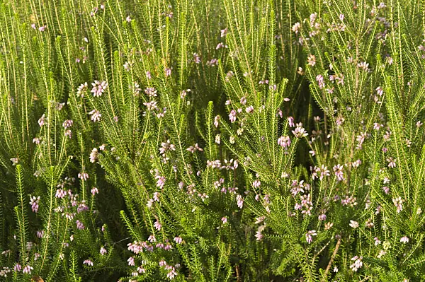511272 - Corsican heath (Erica terminalis)