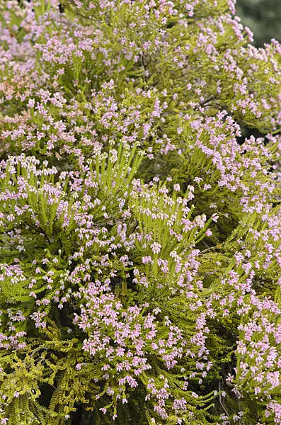 534487 - Corsican heath (Erica terminalis)