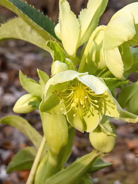 446030 - Corsican hellebore (Helleborus argutifolius)