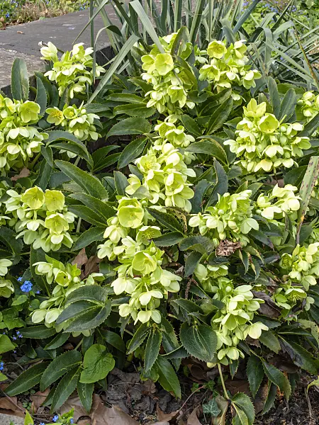 447080 - Corsican hellebore (Helleborus argutifolius)