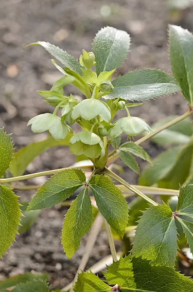 519042 - Corsican hellebore (Helleborus argutifolius)