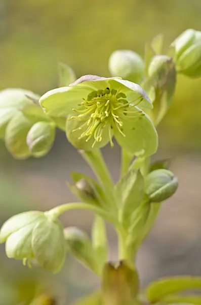 519045 - Corsican hellebore (Helleborus argutifolius)