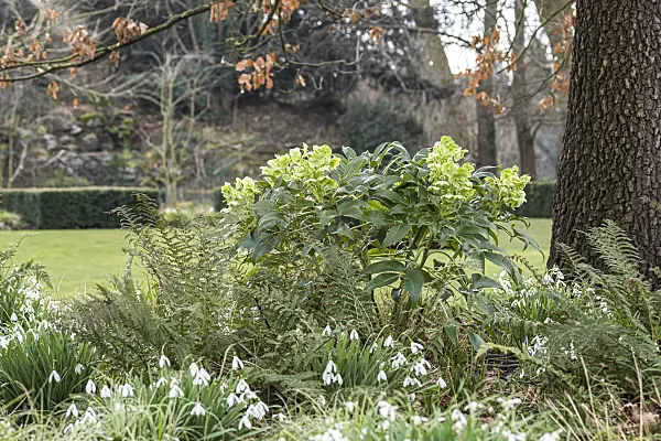 625229 - Corsican hellebore (Helleborus argutifolius)