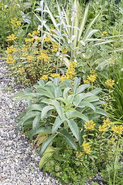 651317 - Corsican hellebore (Helleborus argutifolius)