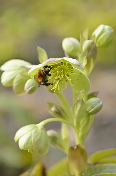 519044 - Corsican hellebore (Helleborus argutifolius) and bumble bee (Bombus)