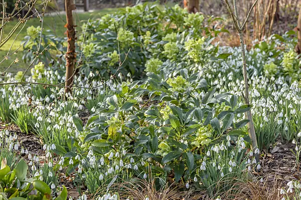593099 - Corsican hellebore (Helleborus argutifolius) and snowdrops (Galanthus)