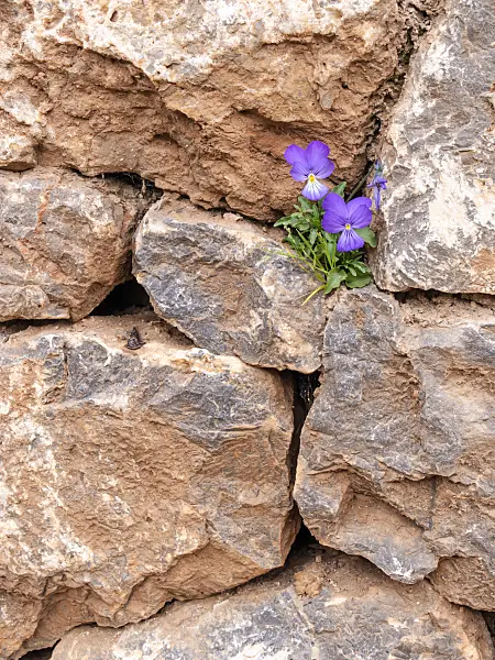 424018 - Corsican violet (Viola corsica)