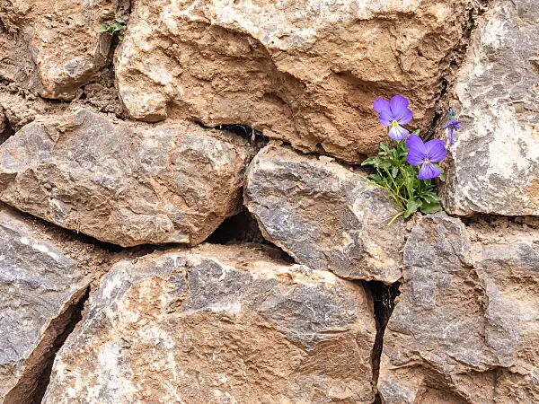 424019 - Corsican violet (Viola corsica)