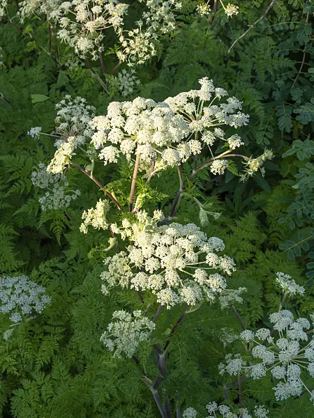 463023 - Cortia wallichiana