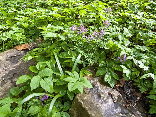 459002 - Corydale à bulbe plein (Corydalis solida)