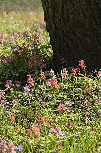 495011 - Corydale à bulbe plein (Corydalis solida)