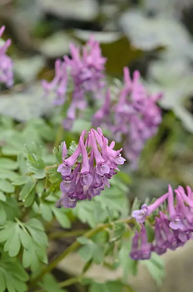 543003 - Corydale à bulbe plein (Corydalis solida)