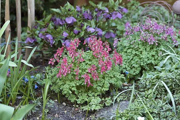616377 - Corydale à bulbe plein (Corydalis solida)