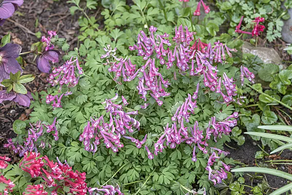 638070 - Corydale à bulbe plein (Corydalis solida)