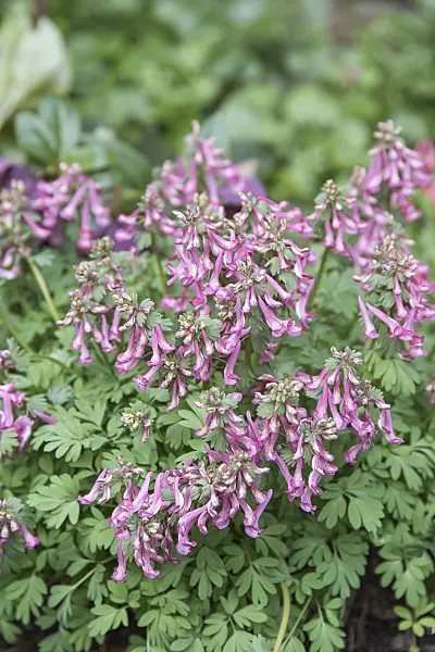 651195 - Corydale à bulbe plein (Corydalis solida)