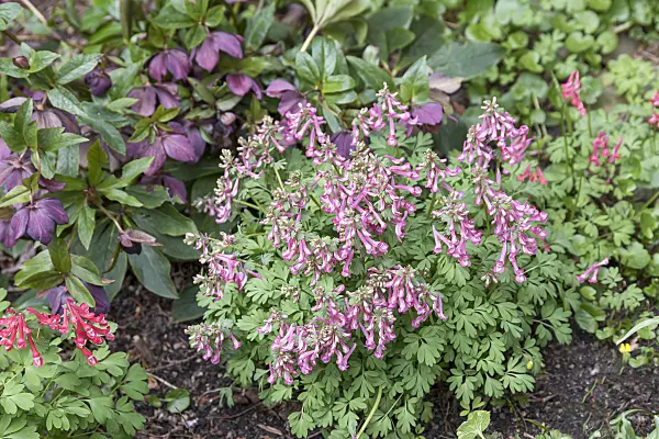 651196 - Corydale à bulbe plein (Corydalis solida)