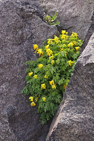 472118 - Corydale jaune (Corydalis lutea syn. Pseudofumaria lutea)
