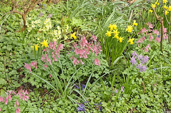 471053 - Corydalis, daffodil (Narcissus) and primrose (Primula)