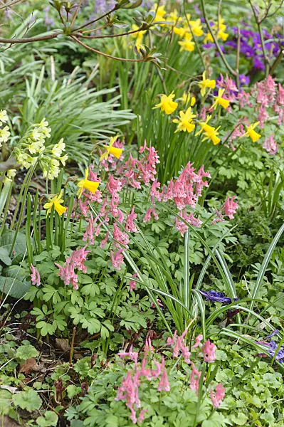 471054 - Corydalis, daffodil (Narcissus) and primrose (Primula)