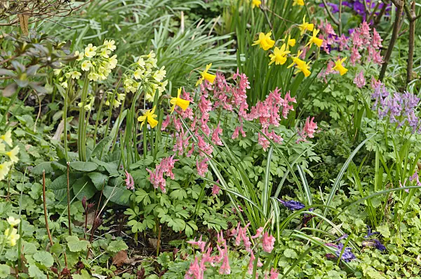 471055 - Corydalis, daffodil (Narcissus) and primrose (Primula)