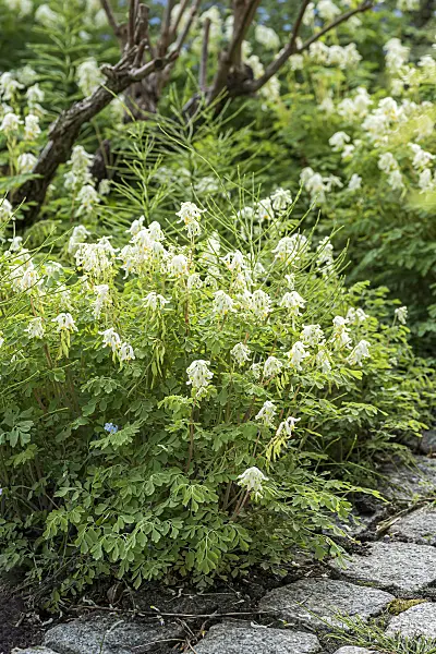 651187 - Corydalis ochroleuca