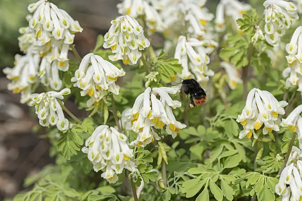 651188 - Corydalis ochroleuca