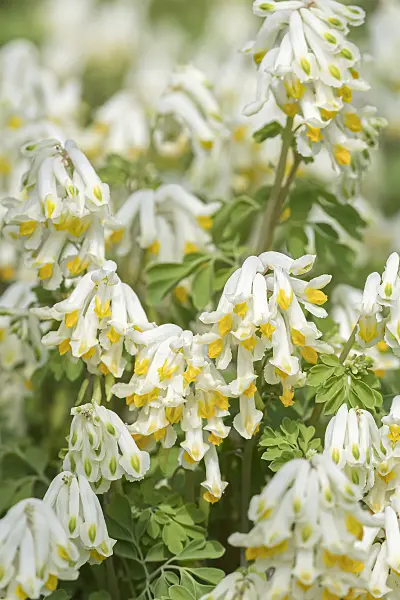 651189 - Corydalis ochroleuca