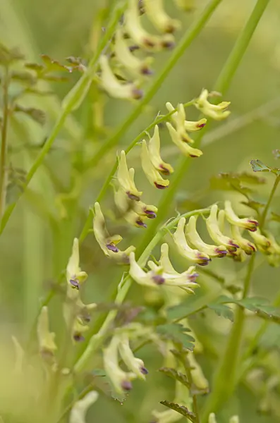520186 - Corydalis ophiocarpa