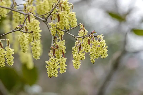 558088 - Corylopsis sinensis 'Spring Purple'