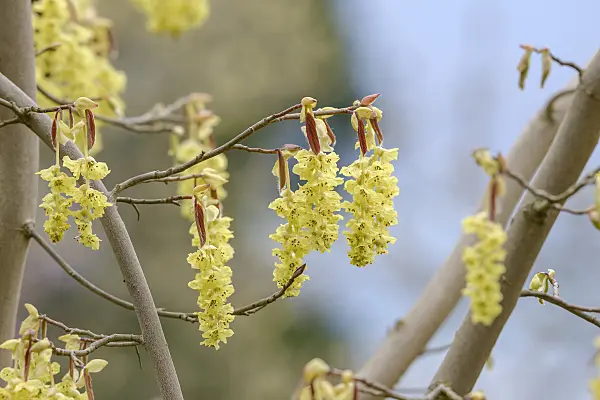 558089 - Corylopsis sinensis 'Spring Purple'