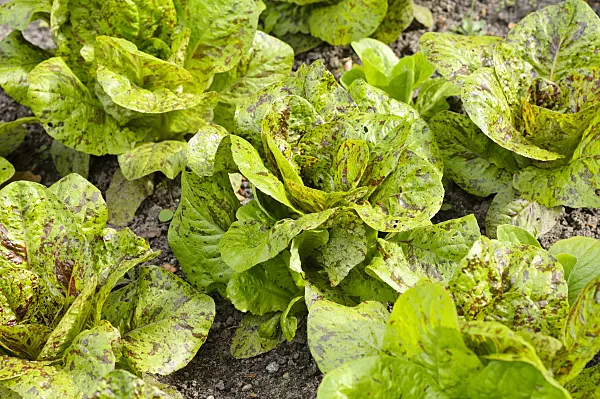 484255 - Cos lettuce (Lactuca sativa var. longifolia)
