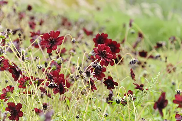 475099 - Cosmos à senteurs de chocolat (Cosmos atrosanguineus)
